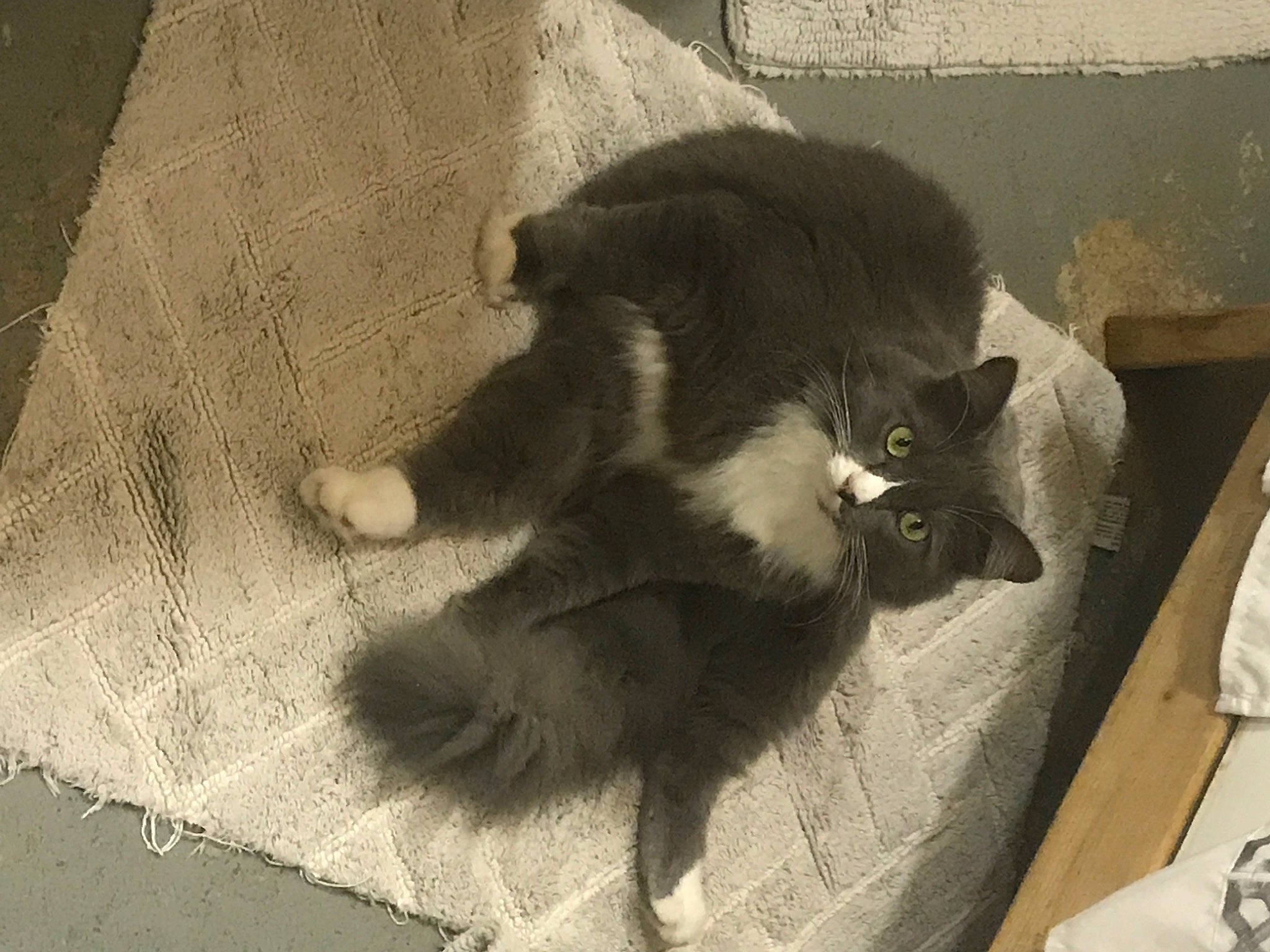 Mittens joined the competition — help win amazing prizes! black_cat, carnivore, cat, domestic_long_haired_cat, domestic_short_haired_cat, felidae, korat, mammal, nebelung, russian_blue, small_to_medium_sized_cats, snout, tail, whiskers