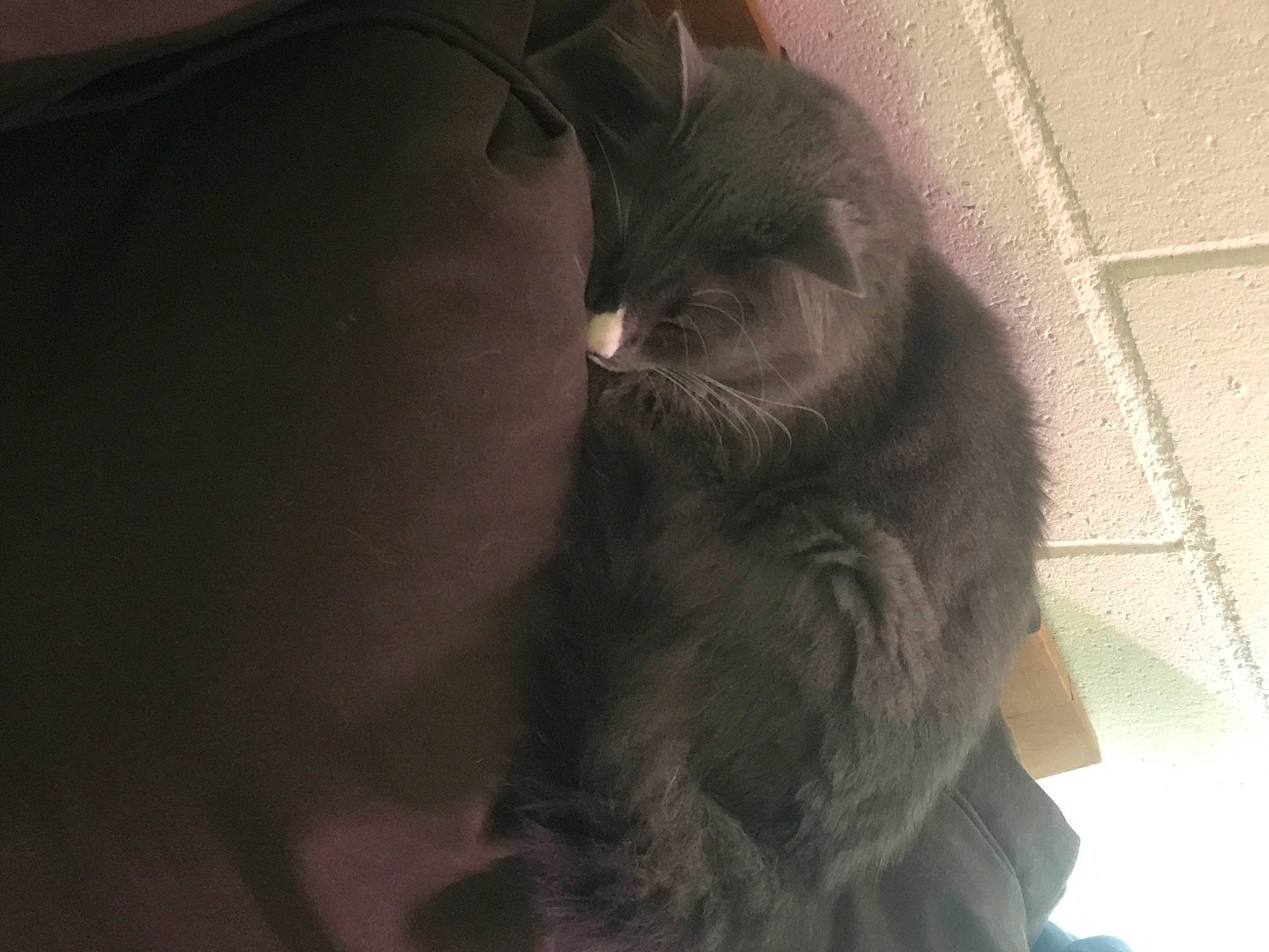 Mittens is registered to the contest to win money with this photo: black_cat, british_longhair, carnivore, cat, chartreux, domestic_long_haired_cat, domestic_short_haired_cat, felidae, fur, korat, mammal, nebelung, norwegian_forest_cat, russian_blue, small_to_medium_sized_cats, snout, tail, whiskers