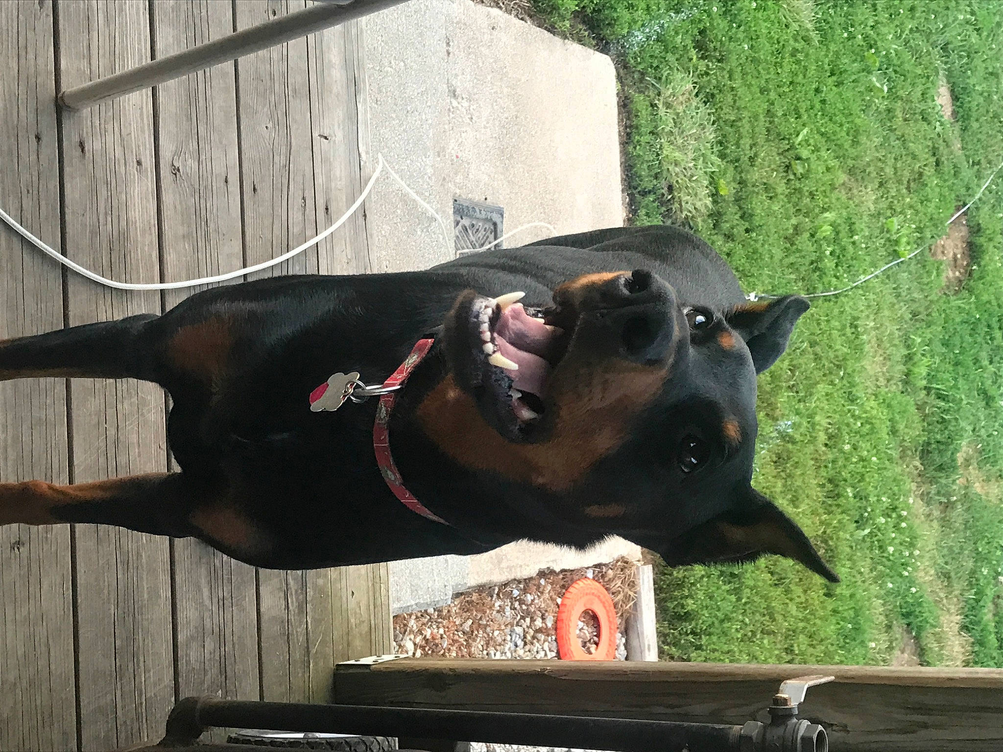 Luger is registered to the contest to win money with this photo: american_pit_bull_terrier, american_staffordshire_terrier, canidae, carnivore, dog, dog_breed, fawn, guard_dog, non_sporting_group, snout, sporting_group