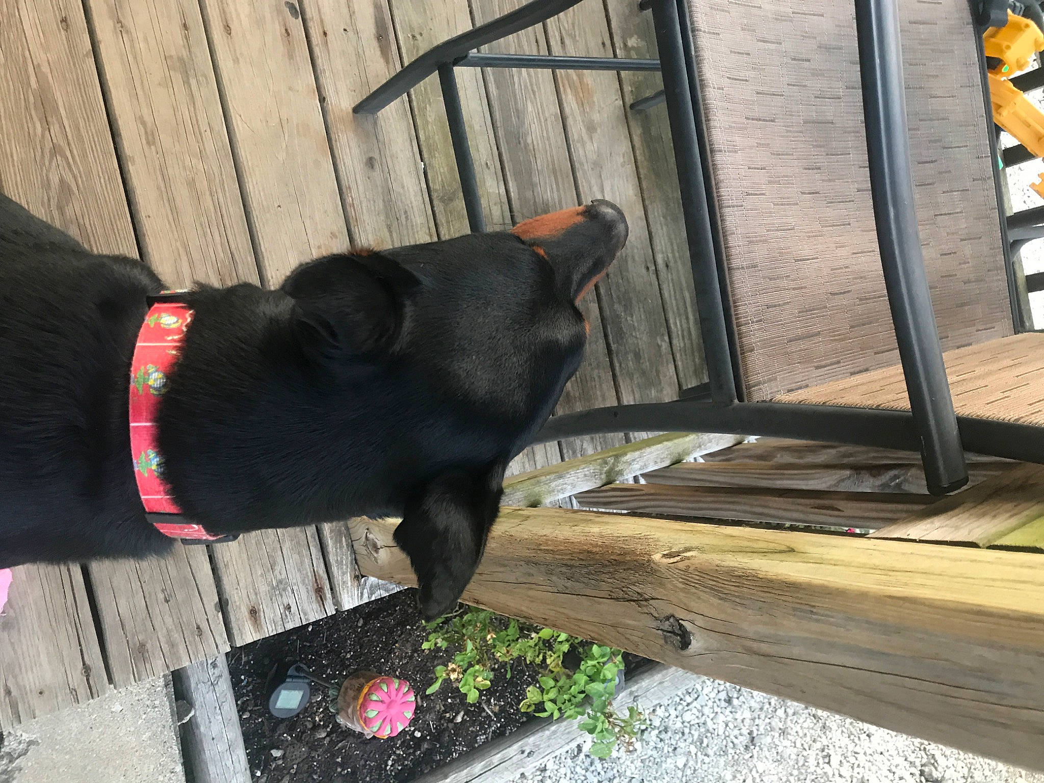 Luger joined the competition — help win amazing prizes! canidae, carnivore, companion_dog, dobermann, dog, dog_breed, guard_dog, sporting_group, tail, wood