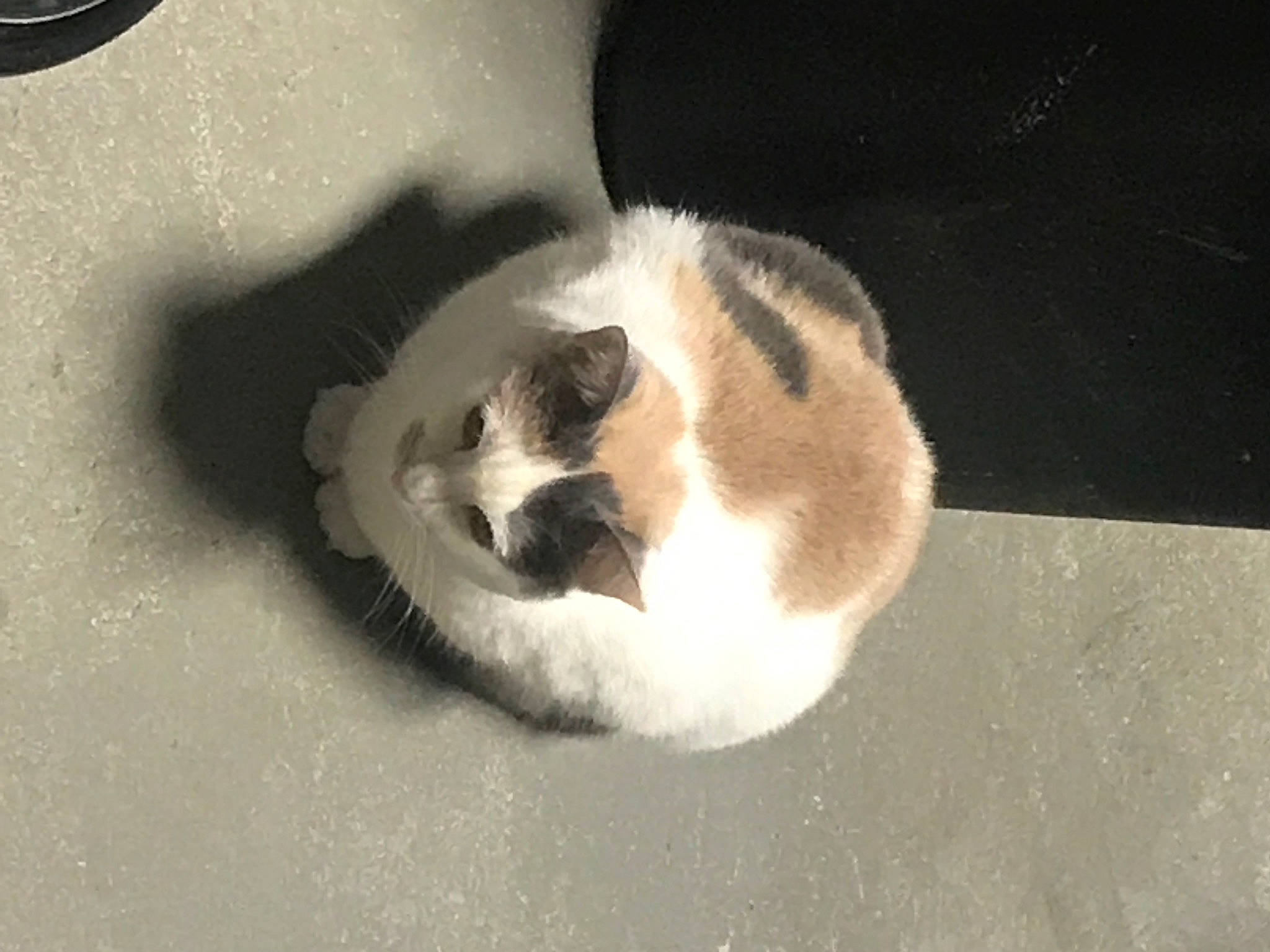 Jeffery joined the competition — help win amazing prizes! carnivore, cat, fawn, felidae, paw, polydactyl_cat, small_to_medium_sized_cats, tail, whiskers