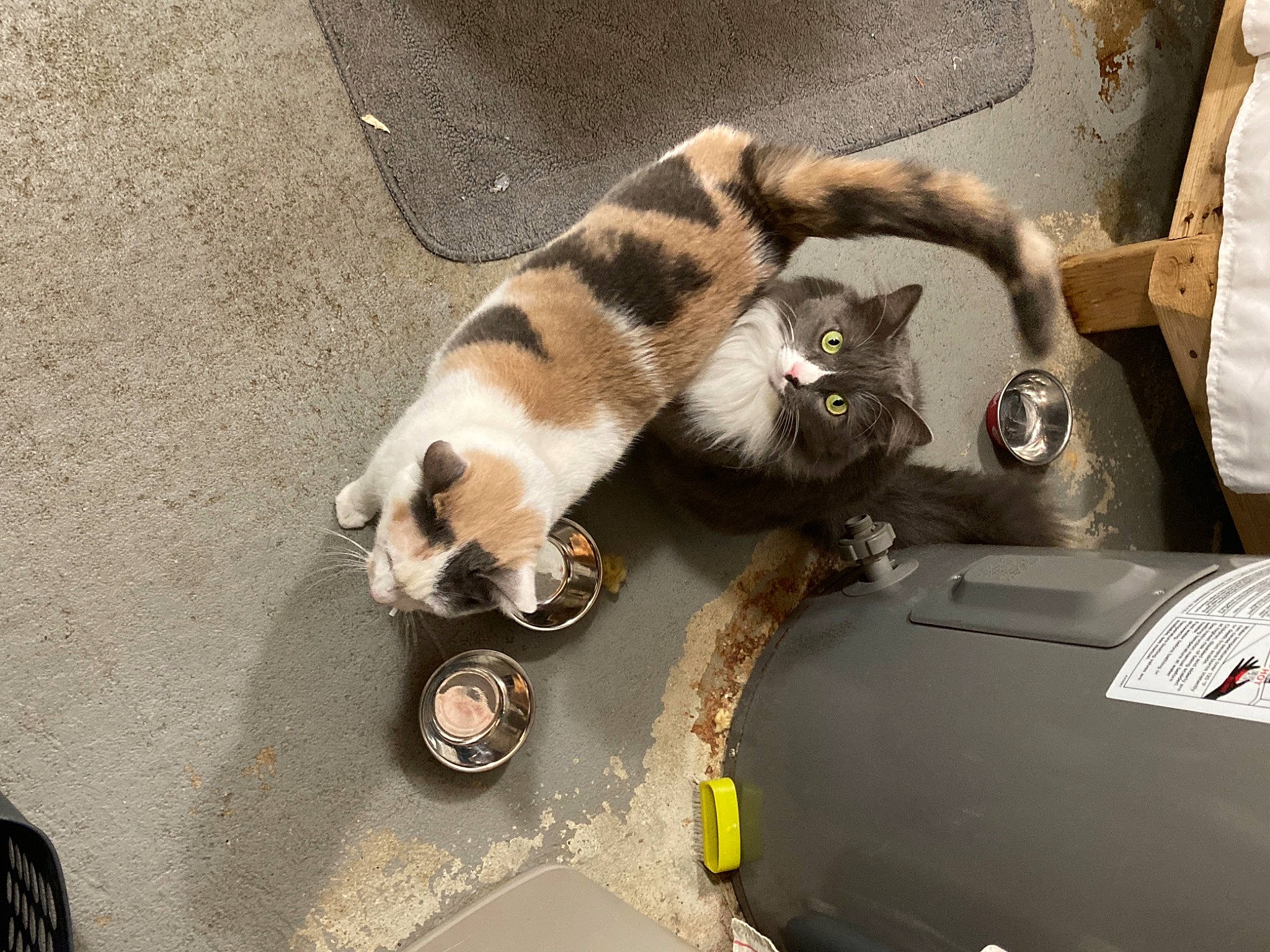 Jeffery joined the competition — help win amazing prizes! auto_part, canidae, carnivore, cat, claw, companion_dog, dog_breed, domestic_short_haired_cat, felidae, fur, motor_vehicle, paw, road, small_to_medium_sized_cats, snout, sporting_group, street, tail, whiskers, wood