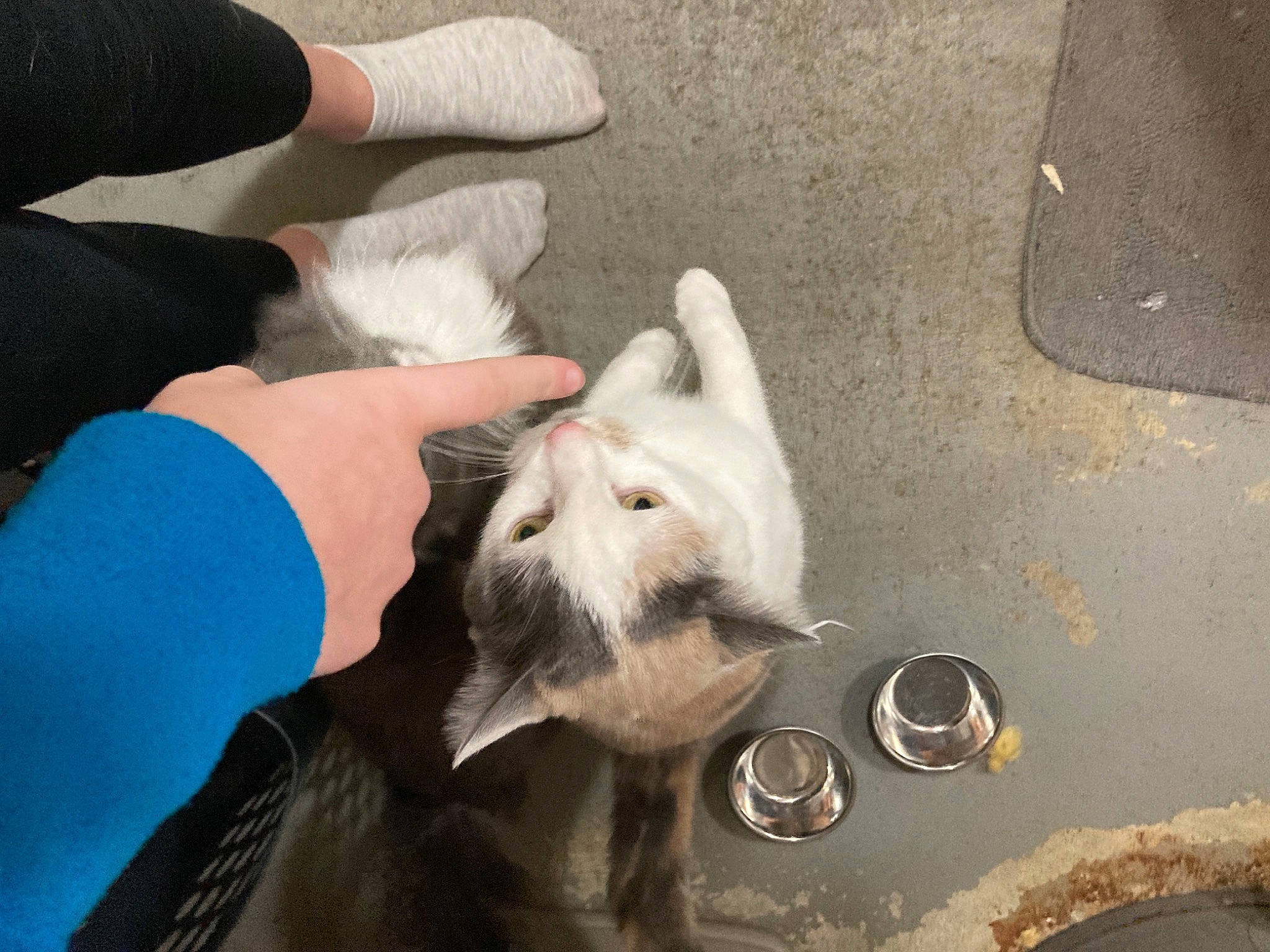 Jeffery joined the competition — help win amazing prizes! canidae, carnivore, cat, comfort, companion_dog, dog_breed, felidae, finger, foot, fur, gesture, hand, human_leg, nail, paw, small_to_medium_sized_cats, snout, vehicle_door, whiskers, wrist