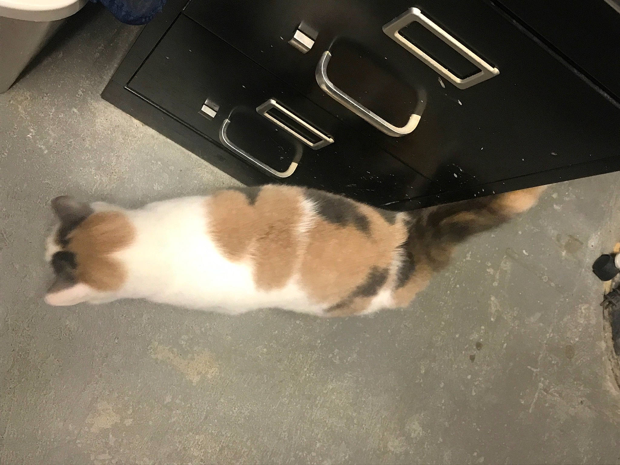 Jeffery is registered to the contest to win money with this photo: carnivore, cat, domestic_short_haired_cat, felidae, floor, paw, small_to_medium_sized_cats, tail, whiskers