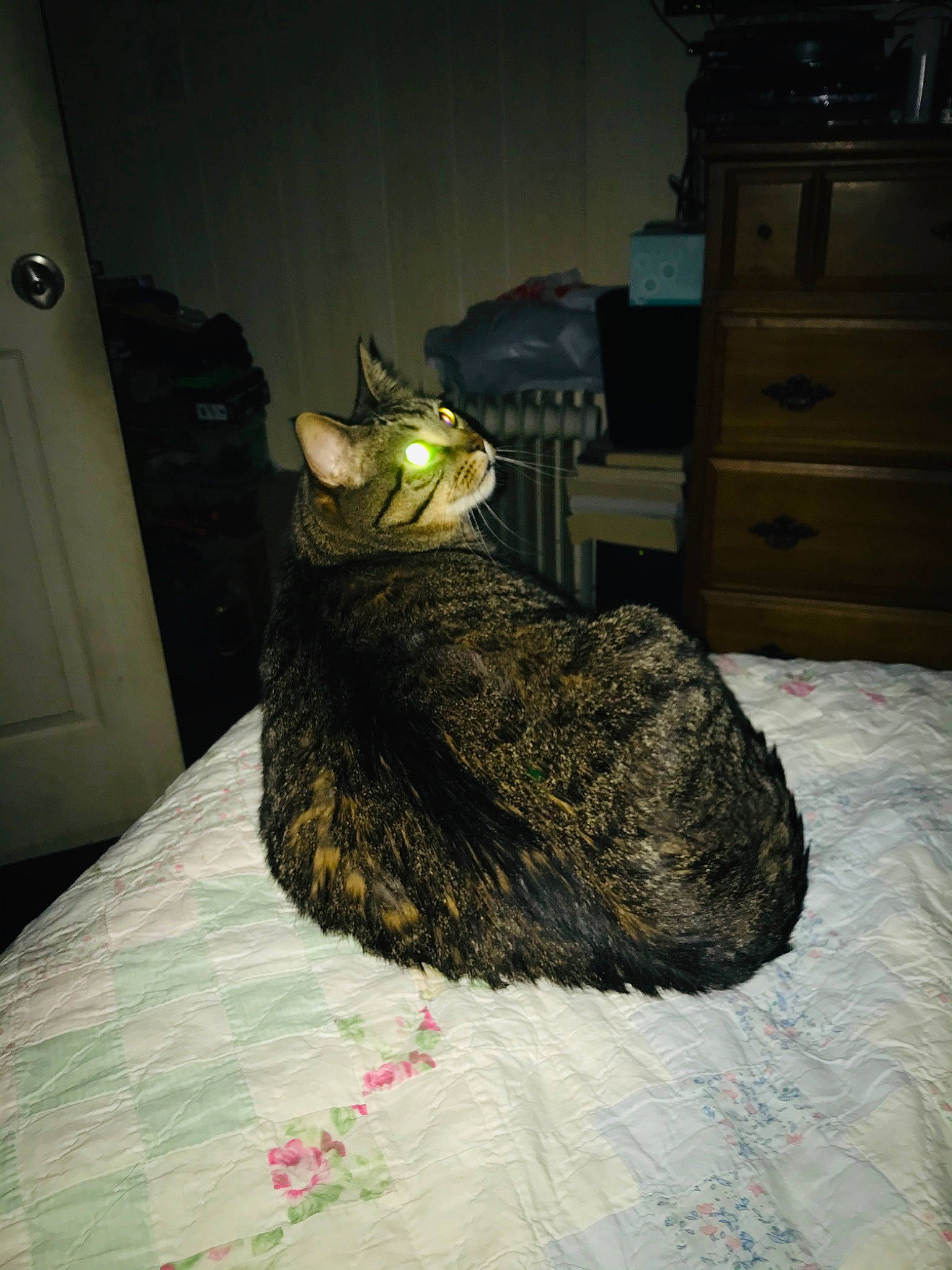 Mousse joined the competition — help win amazing prizes! cat, felidae, room, small_to_medium_sized_cats, tail, whiskers