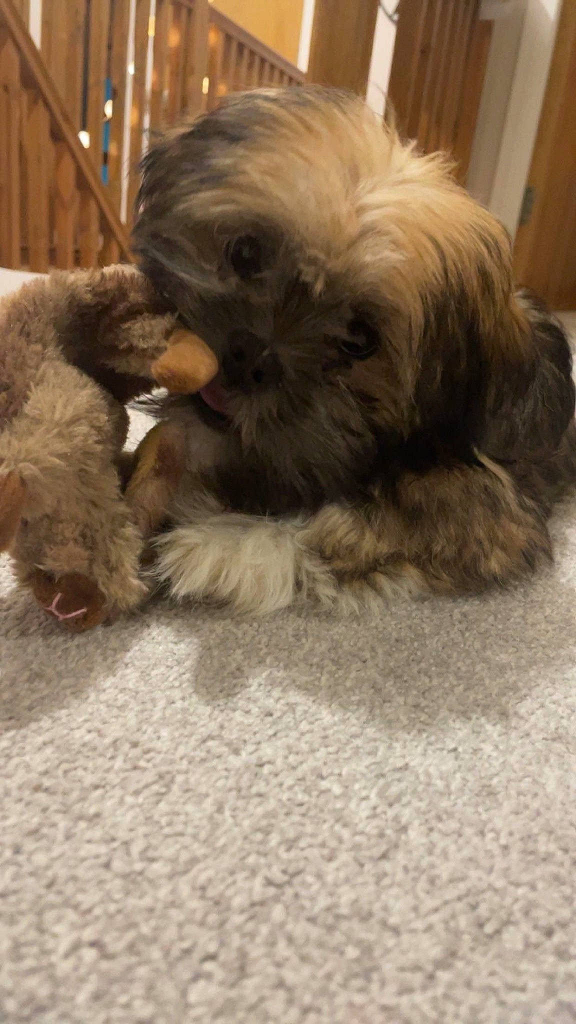 Bear is registered to the contest to win money with this photo: canidae, carnivore, companion_dog, dog, dog_breed, dog_supply, fawn, fur, liver, maltepoo, non_sporting_group, shih_poo, shih_tzu, small_terrier, snout, sporting_group, terrestrial_animal, terrier, toy_dog, working_animal
