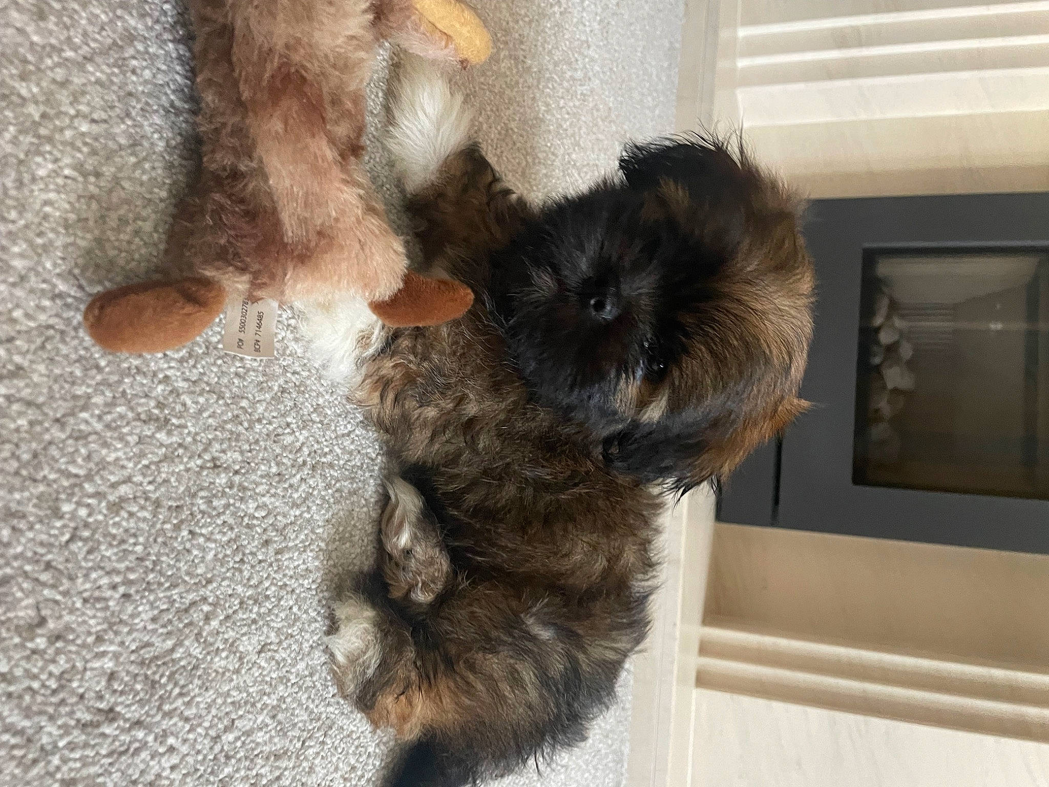 Bear is registered to the contest to win money with this photo: canidae, carnivore, claw, companion_dog, dog, dog_breed, felidae, flooring, fur, liver, paw, small_terrier, small_to_medium_sized_cats, sporting_group, tail, terrier, toy, toy_dog, window, working_animal