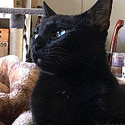 Jiji joined the competition — help win amazing prizes! black_cat, cat, pet, feline, indoor, cozy, blanket, fur, whiskers, ears, sleeping_area, cat_tree, domestic_animal, closeup, side_view, animal_portrait, relaxed, household, soft_texture, resting