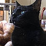 black_cat, cat, pet, feline, indoor, cozy, blanket, fur, whiskers, ears, sleeping_area, cat_tree, domestic_animal, closeup, side_view, animal_portrait, relaxed, household, soft_texture, resting