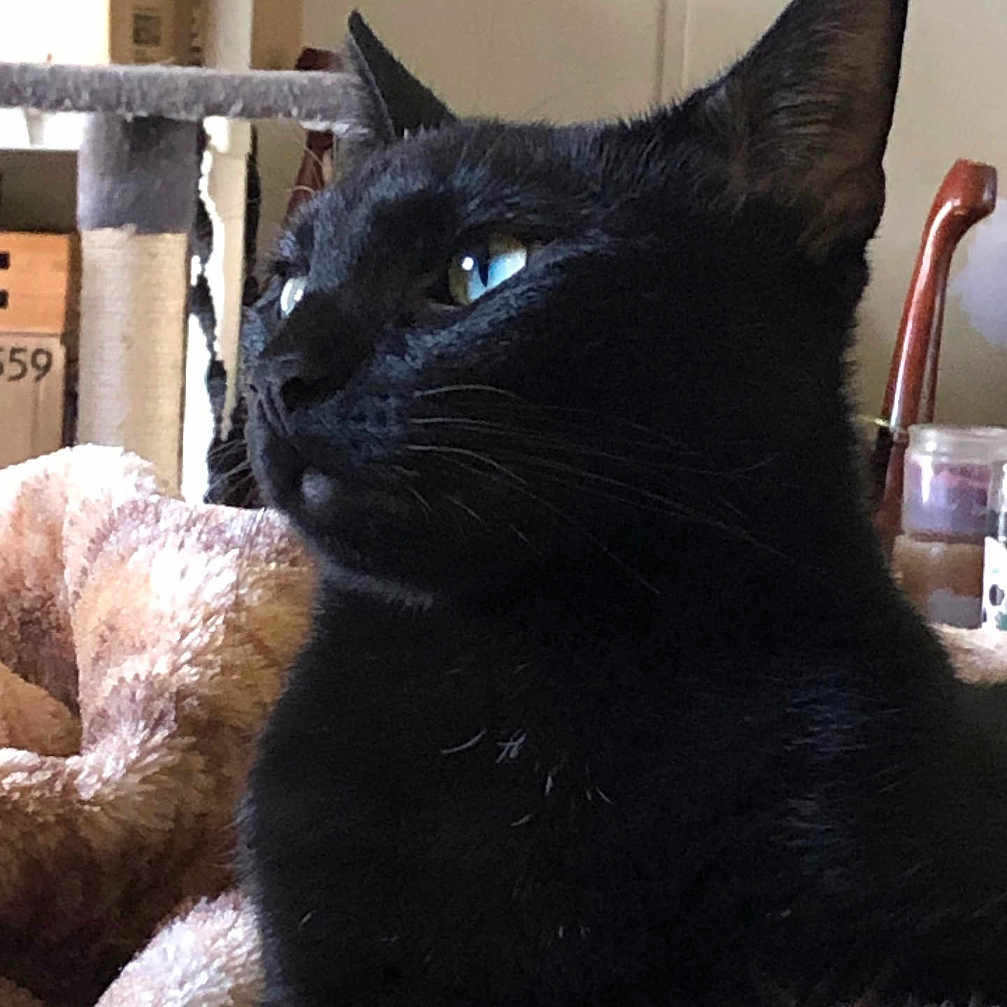 Jiji
