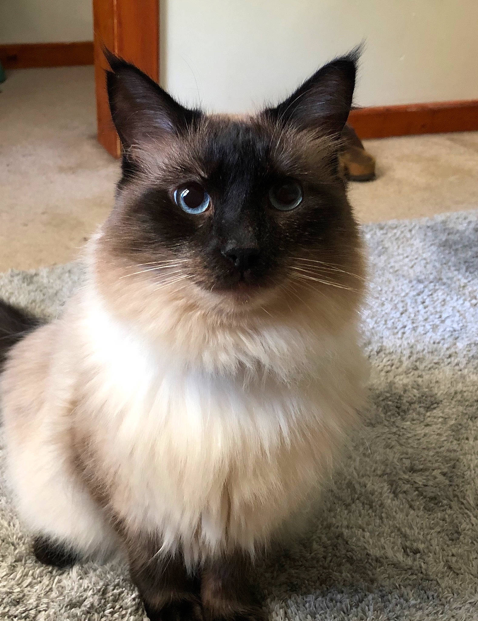 Pandora joined the competition — help win amazing prizes! asian_semi_longhair, balinese, birman, burmese, carnivore, cat, domestic_long_haired_cat, felidae, himalayan, iris, javanese, mammal, ojos_azules, ragdoll, siamese, small_to_medium_sized_cats, thai, tonkinese, vertebrate, whiskers