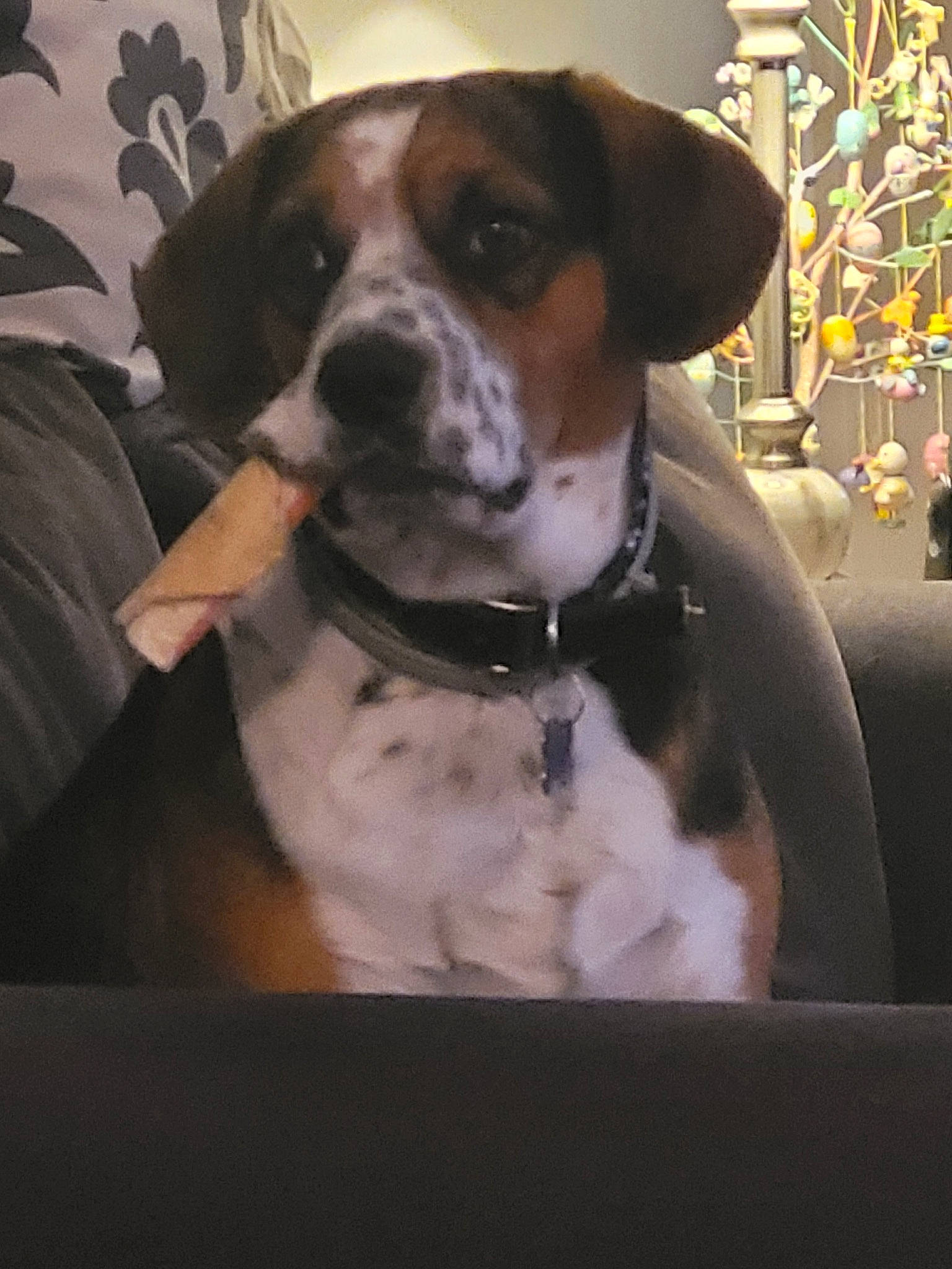 Bentley joined the competition — help win amazing prizes! ancient_dog_breeds, carnivore, collar, companion_dog, dog, dog_breed, dog_collar, fur, hunting_dog, leash, liver, metal, non_sporting_group, pet_supply, whiskers, window, windshield, working_animal, working_dog