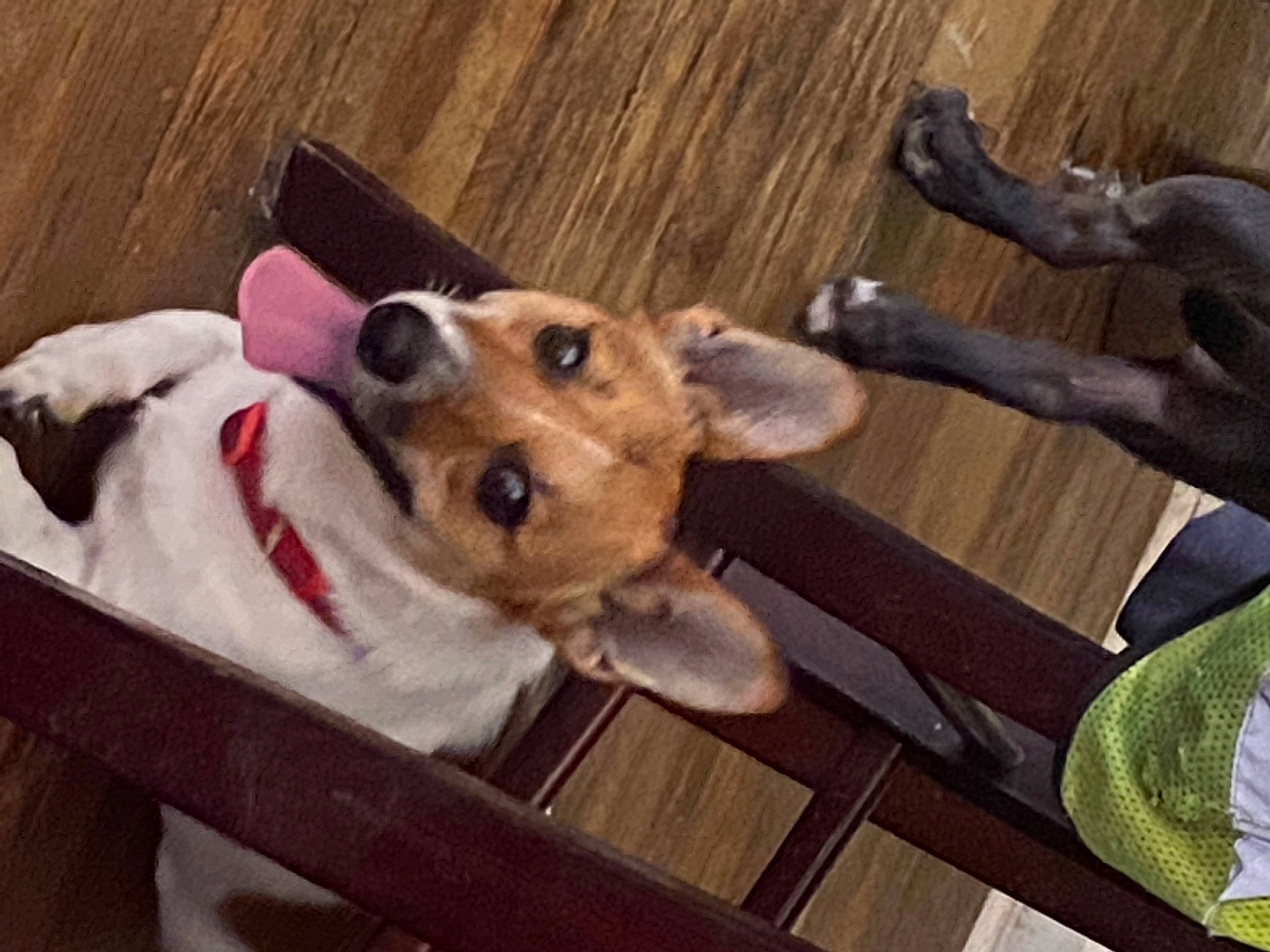 Hybrid joined the competition — help win amazing prizes! carnivore, chair, collar, companion_dog, dog, dog_breed, dog_collar, dog_supply, eyewear, fawn, flooring, happy, hardwood, mammal, pet_supply, table, toy_dog, vertebrate, wood, working_animal