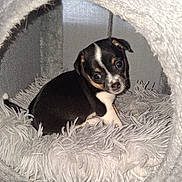 Posy a rejoint le concours — aidez-le/la à gagner de superbes lots ! puppy, dog, pet_bed, fluffy, black, white, tan, small, cute, cozy, indoor, fur, animal, looking, resting, soft, captive, young, adorable, snug