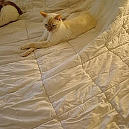 Snow a rejoint le concours — aidez-le/la à gagner de superbes lots ! abyssinian, animal, bed, bedroom, blanket, cat, couch, electronics, furniture, hardwood, homedecor, indoors, kitten, linen, pet, quilt, remotecontrol, room, siamese, wood