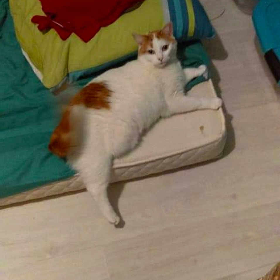 Chouquette