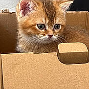 Cookie is registered to the contest to win money with this photo: animal, box, cardboard_box, cat, curious, cute, domestic_animal, ears, feline, fur, indoor, kitten, looking, mammal, orange_cat, pet, sitting, small, whiskers, young