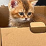 animal, box, cardboard_box, cat, curious, cute, domestic_animal, ears, feline, fur, indoor, kitten, looking, mammal, orange_cat, pet, sitting, small, whiskers, young