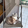 cat, fluffy, chair, mesh_chair, balcony, tiled_floor, relaxed, pet, animal, indoor_outdoor, feline, resting, looking_at_camera, striped, white_paw, sunlight, comfortable, home, cozy, cute
