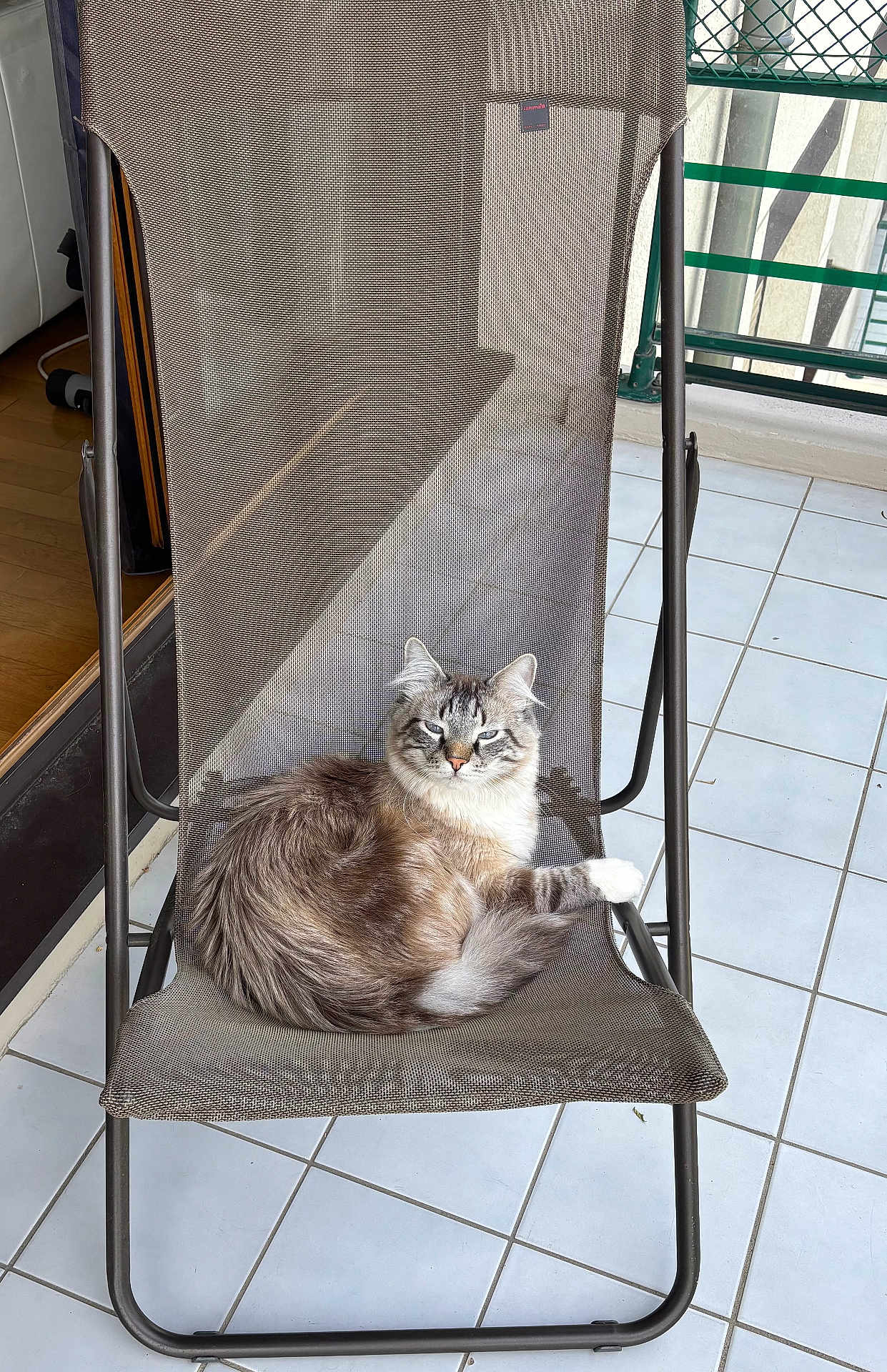 Upsy participe au concours pour gagner de l'argent avec cette photo : cat, fluffy, chair, mesh_chair, balcony, tiled_floor, relaxed, pet, animal, indoor_outdoor, feline, resting, looking_at_camera, striped, white_paw, sunlight, comfortable, home, cozy, cute