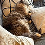 Upsy participe au concours pour gagner de l'argent avec cette photo : cat, sleeping, couch, pillows, cozy, fluffy, indoor, resting, pet, feline, home, relaxing, soft, fur, comfort, domestic_animal, animal, paws, blanket, side_view