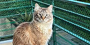Upsy a rejoint le concours — aidez-le/la à gagner de superbes lots ! cat, fluffy, sitting, table, balcony, greenery, outdoor, railing, metal, pet, animal, feline, nature, urban, daylight, portrait, fur, cute, domestic, calm