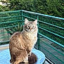 cat, fluffy, sitting, table, balcony, greenery, outdoor, railing, metal, pet, animal, feline, nature, urban, daylight, portrait, fur, cute, domestic, calm
