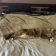 Upsy participe au concours pour gagner de l'argent avec cette photo : cat, bed, blanket, feline, fur, sleeping, resting, domestic_animal, cozy, pillow, headboard, striped, white_paws, indoor, relaxation, cute, pet, animal, sleepy, comfort