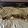 cat, bed, blanket, feline, fur, sleeping, resting, domestic_animal, cozy, pillow, headboard, striped, white_paws, indoor, relaxation, cute, pet, animal, sleepy, comfort