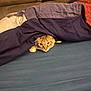 cat, blanket, bed, fur, curious, indoor, pet, cozy, peek, animal, feline, resting, comfort, paw, cute, tabby, hiding, soft, cute_animal, home