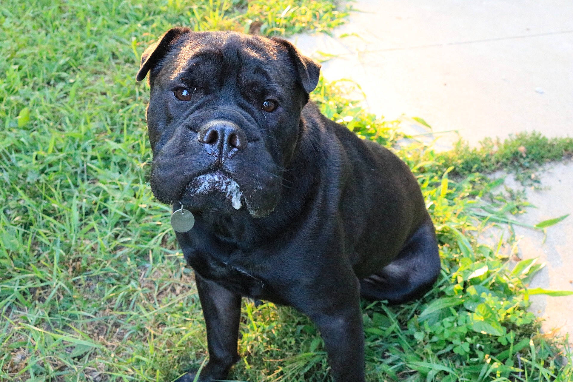 Leo joined the competition — help win amazing prizes! ancient_dog_breeds, bullmastiff, cane_corso, canidae, carnivore, companion_dog, dog, dog_breed, fawn, guard_dog, korean_mastiff, mammal, molosser, non_sporting_group, ori_pei, perro_de_presa_mallorquin, rare_breed_dog, snout, sporting_group, vertebrate