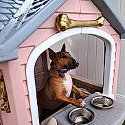Biscuit is registered to the contest to win money with this photo: dog, playhouse, pink, blue, plastic, dog_collar, dog_tag, metal_bowl, empty_bowl, window, outdoor, fence, pet, brown_dog, white_chest, toy_house, dog_paw, animal, pet_accessory, cute