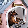 dog, playhouse, pink, blue, plastic, dog_collar, dog_tag, metal_bowl, empty_bowl, window, outdoor, fence, pet, brown_dog, white_chest, toy_house, dog_paw, animal, pet_accessory, cute