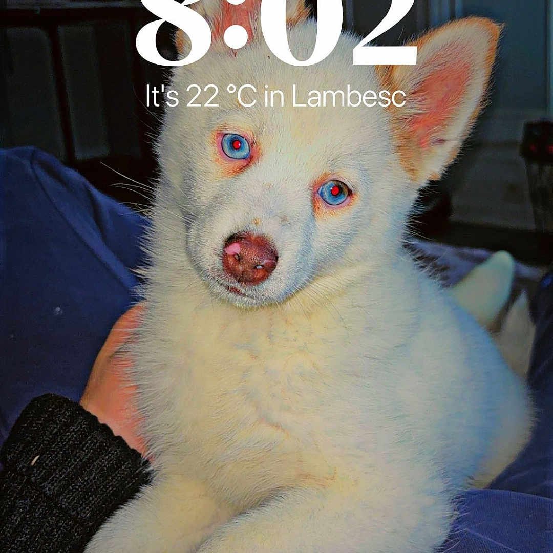 Hadès participe au concours pour gagner de l'argent avec cette photo : advertisement, animal, book, canine, doctor, dog, eskimodog, husky, newfoundland, person, pet, poster, publication, puppy, snout, text, whitedog