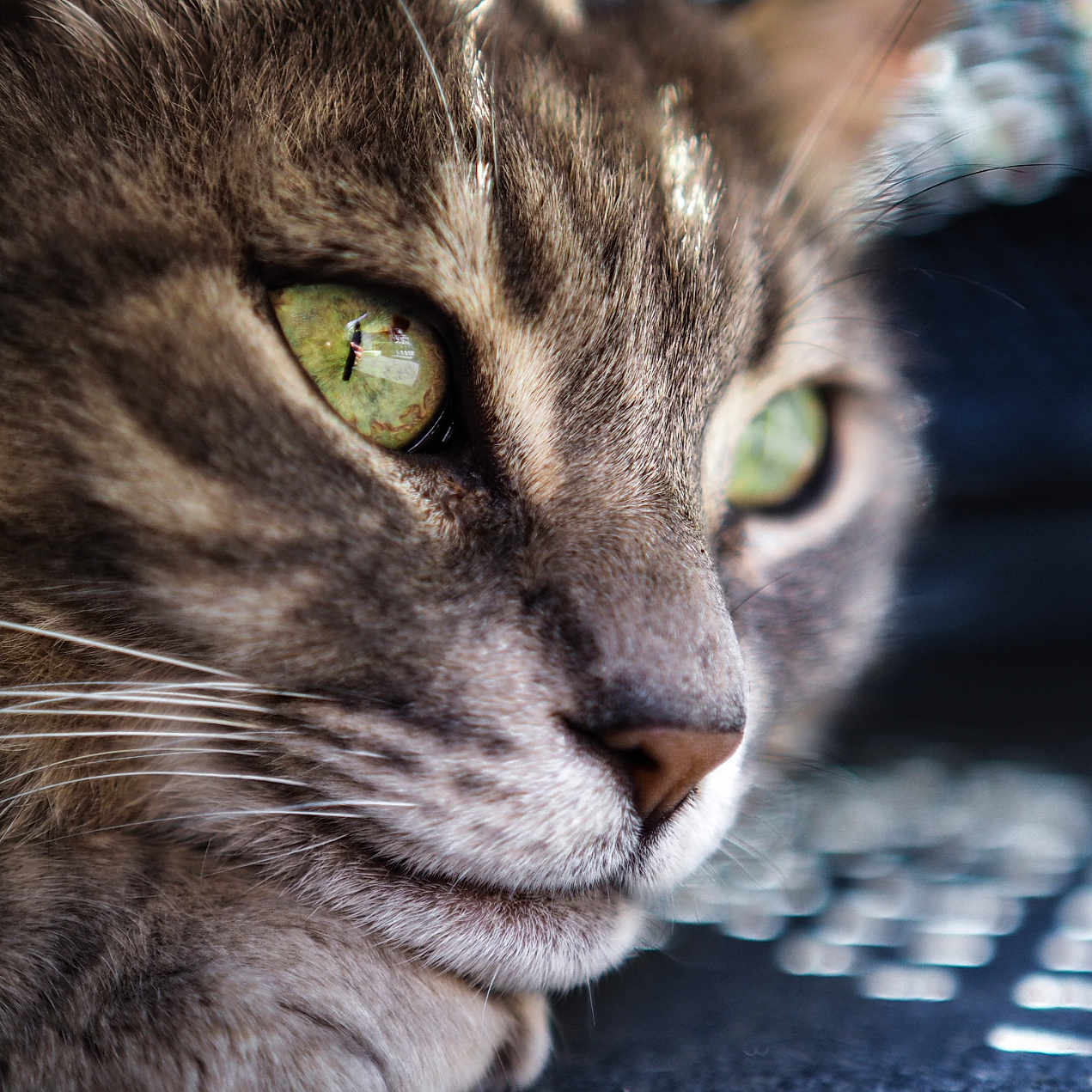 Django participe au concours pour gagner de l'argent avec cette photo : abyssinian, animal, cat, computer, computerhardware, computerkeyboard, electronics, hardware, kitten, laptop, manx, pc, pet, snout