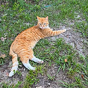 Empress Titten joined the competition — help win amazing prizes! cat, orange_cat, white_paws, grass, dirt, outdoor, animal, pet, nature, leaf, plant, relaxed, lying_down, fur, whiskers, greenery, side_eye, mammal, cute, domestic_animal