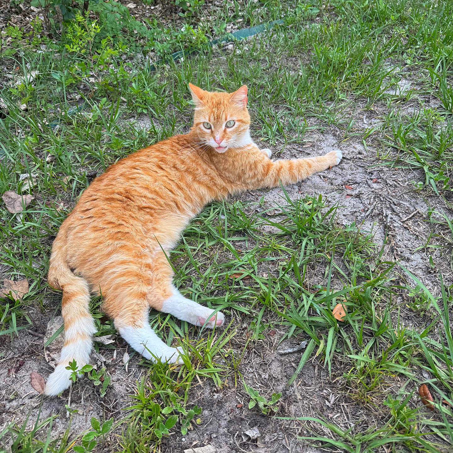 Empress Titten joined the competition — help win amazing prizes! cat, orange_cat, white_paws, grass, dirt, outdoor, animal, pet, nature, leaf, plant, relaxed, lying_down, fur, whiskers, greenery, side_eye, mammal, cute, domestic_animal
