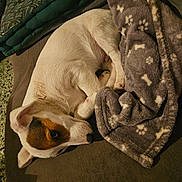 Vaillant a rejoint le concours — aidez-le/la à gagner de superbes lots ! animal, blanket, bone_pattern, brown_and_white, comfort, couch, cozy, cute, dog, domestic, fabric, fur, indoors, paw_prints, pet, relaxation, resting, sleeping, snuggling, soft