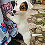 Vaillant participe au concours pour gagner de l'argent avec cette photo : animal, black_patch, black_shoes, blanket, brown_patch, cartoon_characters, closeup, curious, cute, dog, footwear, fur, outdoor, pavement, pet, puppy, small_dog, standing, tail, white_fur