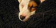 Vaillant a rejoint le concours — aidez-le/la à gagner de superbes lots ! adorable, animal, black, blanket, brown, calm, closeup, cozy, cute, dog, face, fur, nose, pet, puppy, rest, sleeping, soft, whiskers, white
