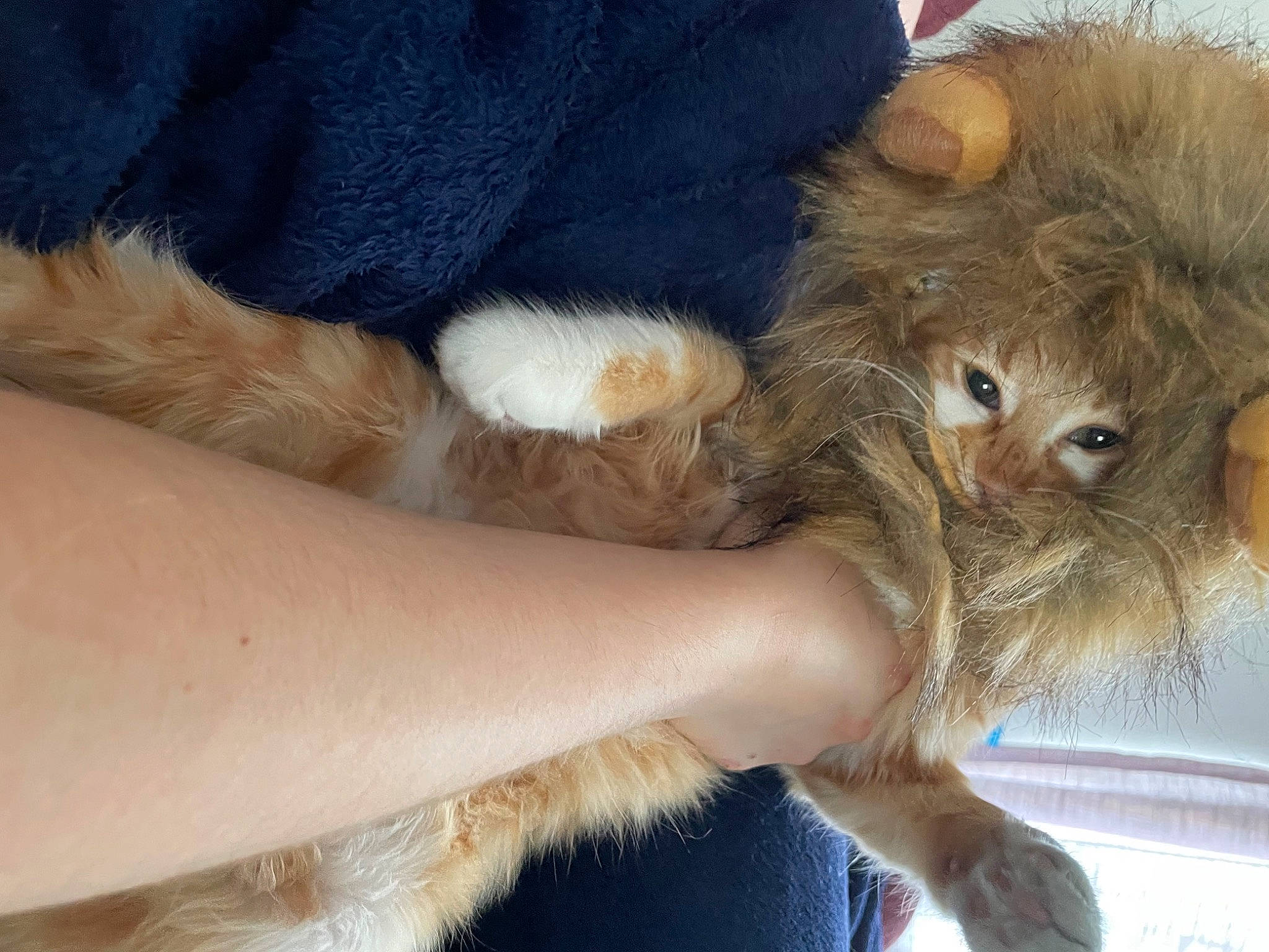 Sriracha joined the competition — help win amazing prizes! barefoot, carnivore, cat, comfort, fawn, felidae, finger, foot, fur, gesture, human_leg, knee, leg, paw, small_to_medium_sized_cats, tail, thigh, toe, whiskers, wrist