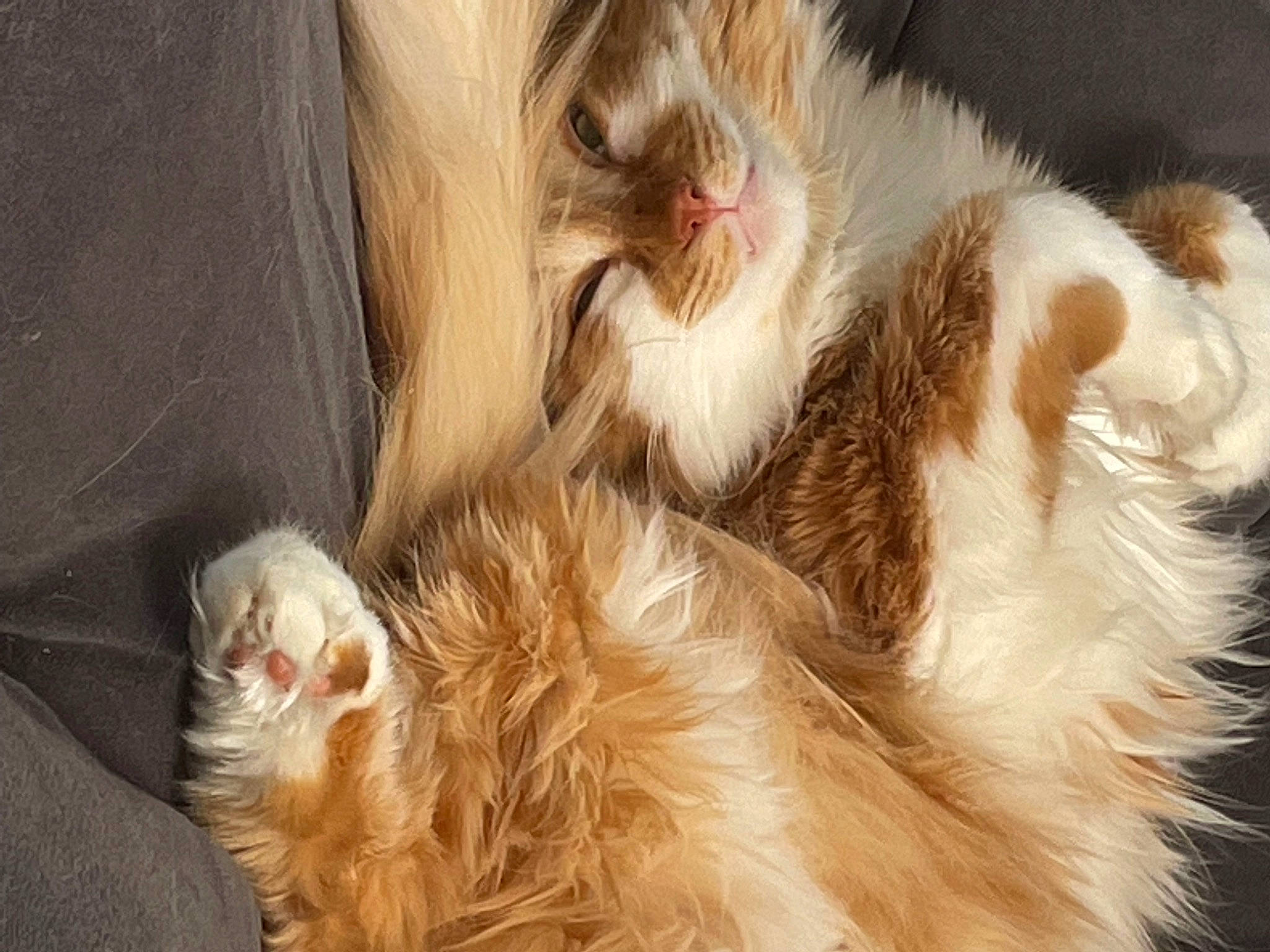 Sriracha is registered to the contest to win money with this photo: canidae, carnivore, cat, claw, comfort, companion_dog, dog_breed, ear, fawn, felidae, fur, gesture, liver, natural_material, paw, small_to_medium_sized_cats, sporting_group, tail, vertebrate, whiskers