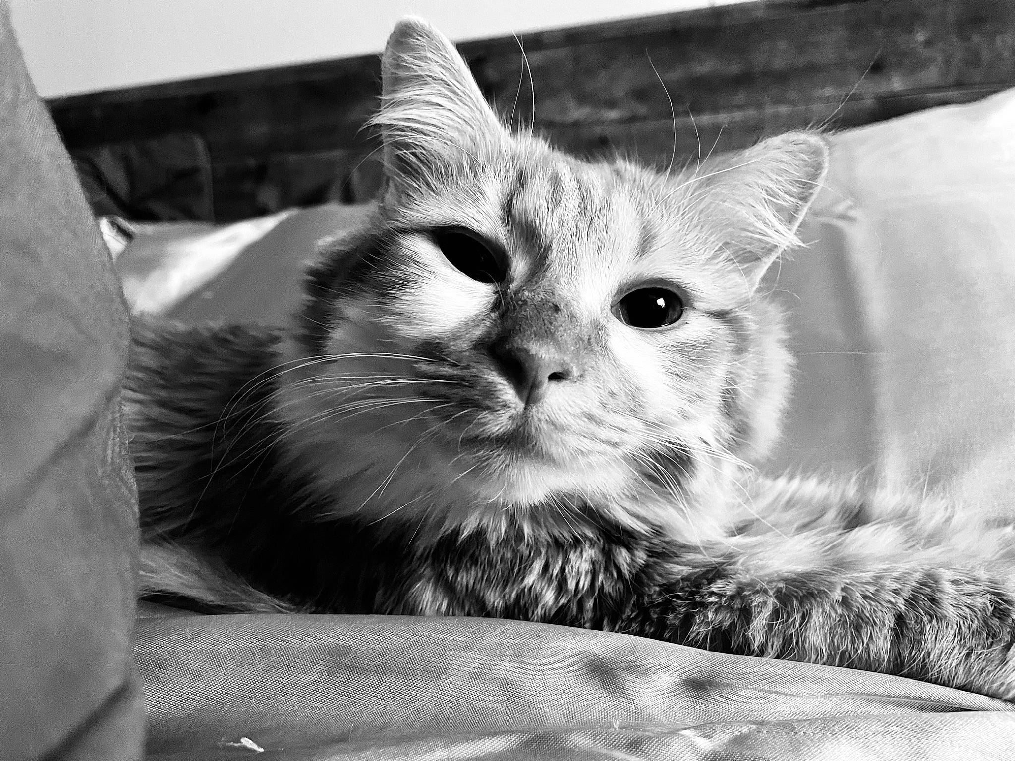 Sriracha joined the competition — help win amazing prizes! black_and_white, carnivore, cat, comfort, domestic_short_haired_cat, eye, felidae, fur, gesture, grey, monochrome, monochrome_photography, paw, plant, small_to_medium_sized_cats, snout, style, whiskers, white, window