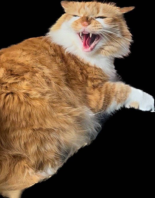 Sriracha joined the competition — help win amazing prizes! canidae, carnivore, cat, claw, domestic_short_haired_cat, fang, fawn, felidae, fur, gesture, maine_coon, paw, roar, small_to_medium_sized_cats, snout, tail, terrestrial_animal, whiskers, wildlife, yawn