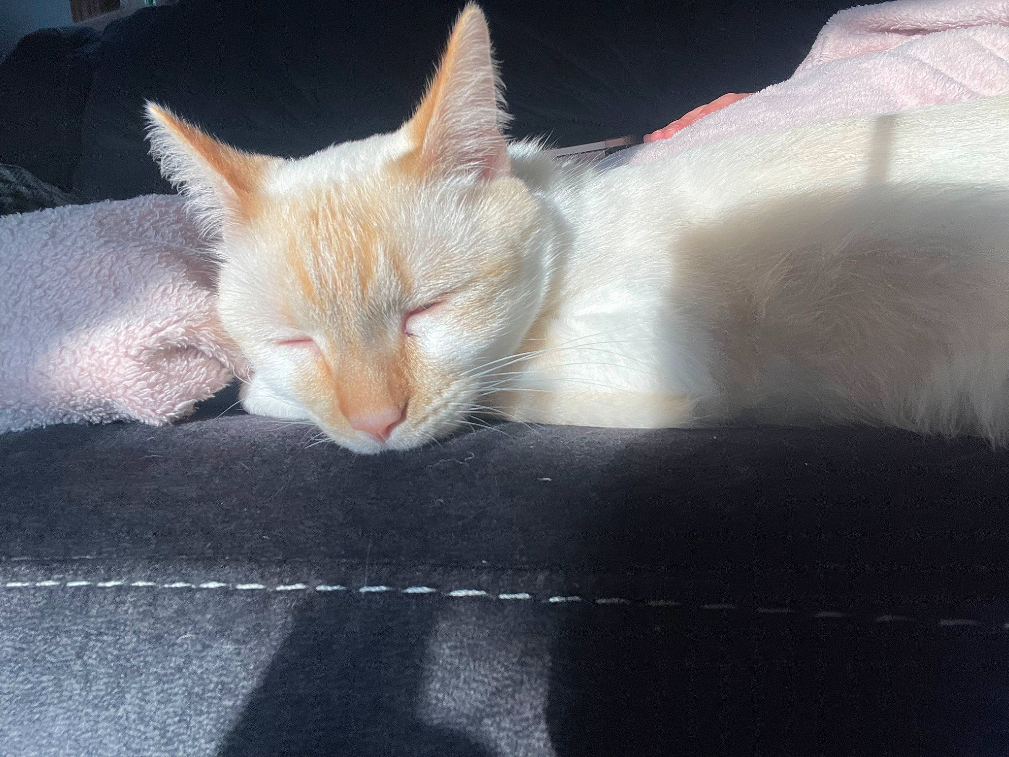 Milo is registered to the contest to win money with this photo: carnivore, cat, claw, comfort, domestic_short_haired_cat, fawn, felidae, fur, head, paw, small_to_medium_sized_cats, snout, tail, terrestrial_animal, whiskers