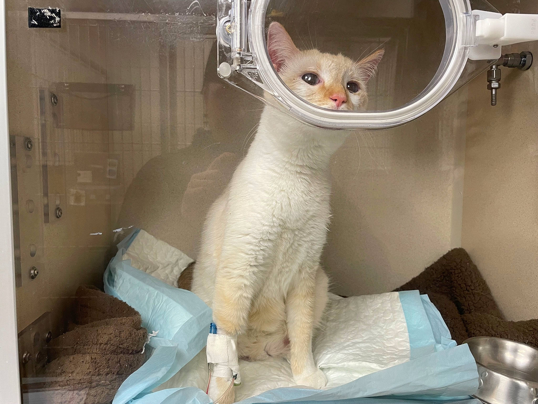 Milo is registered to the contest to win money with this photo: carnivore, cat, cat_supply, claw, comfort, domestic_short_haired_cat, fawn, felidae, fur, paw, pet_supply, room, small_to_medium_sized_cats, snout, tail, whiskers, white, window