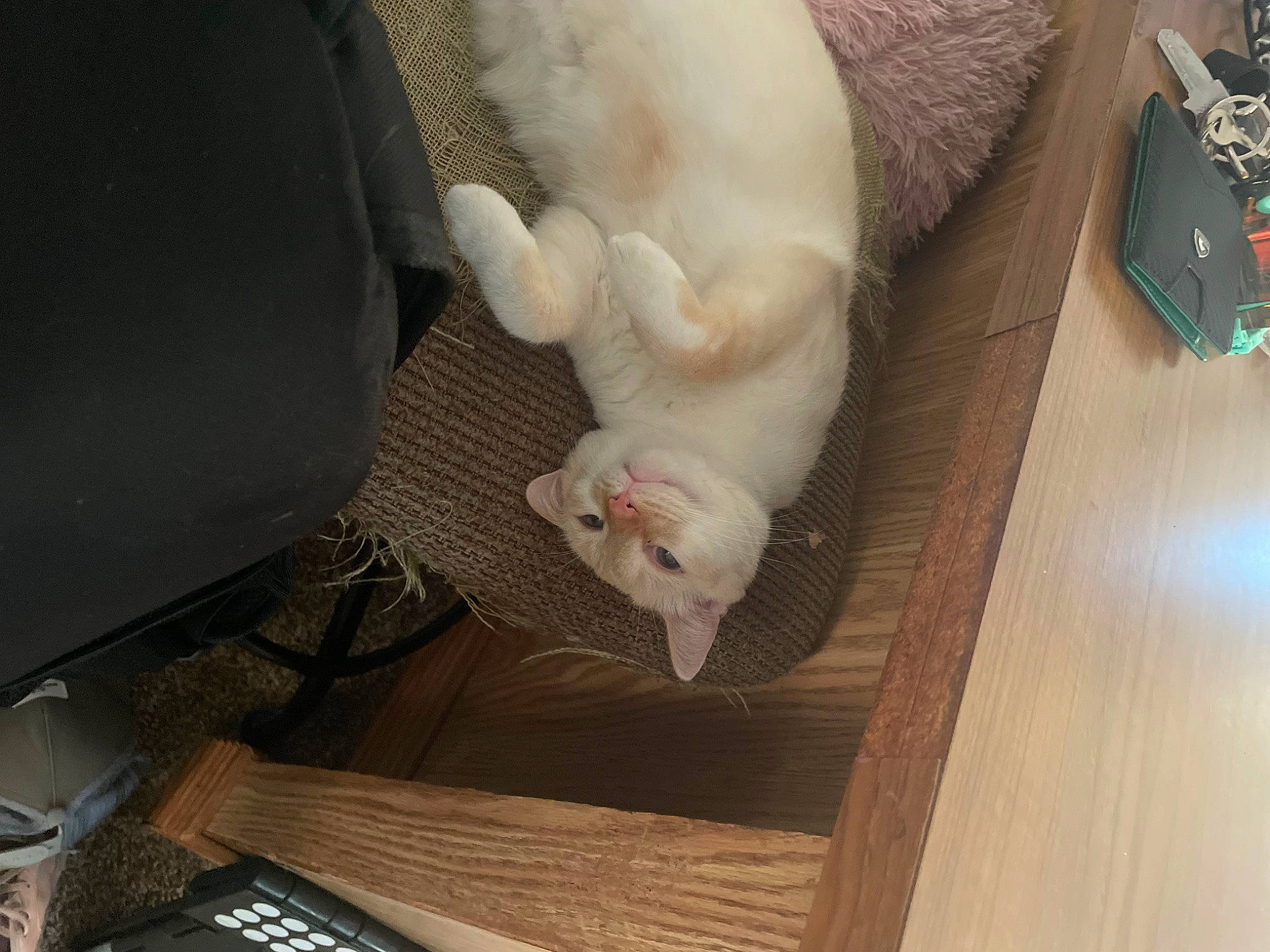 Milo is registered to the contest to win money with this photo: canidae, carnivore, cat, comfort, companion_dog, dog_breed, domestic_short_haired_cat, fawn, felidae, flooring, fur, hardwood, paw, room, small_to_medium_sized_cats, snout, sporting_group, tail, whiskers, wood