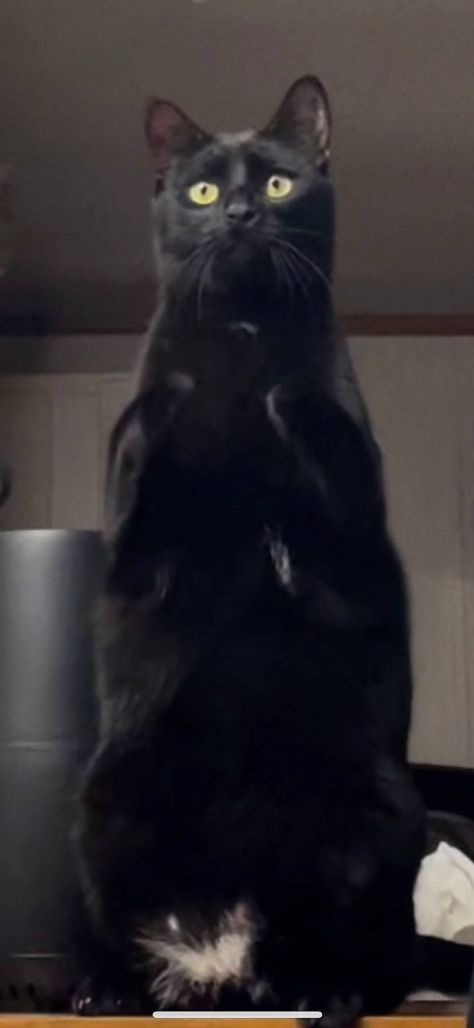 Salem joined the competition — help win amazing prizes! black, black_cat, bombay, carnivore, cat, domestic_short_haired_cat, event, felidae, fur, grey, small_to_medium_sized_cats, snout, tail, terrestrial_animal, whiskers