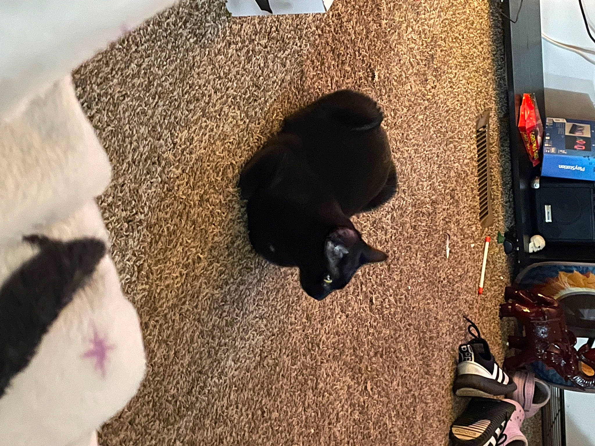 Salem is registered to the contest to win money with this photo: automotive_exterior, automotive_lighting, automotive_tail_brake_light, automotive_tire, bumper, carnivore, comfort, companion_dog, dog_breed, fawn, felidae, fender, floor, flooring, motor_vehicle, small_to_medium_sized_cats, snout, trunk, vehicle, vehicle_door