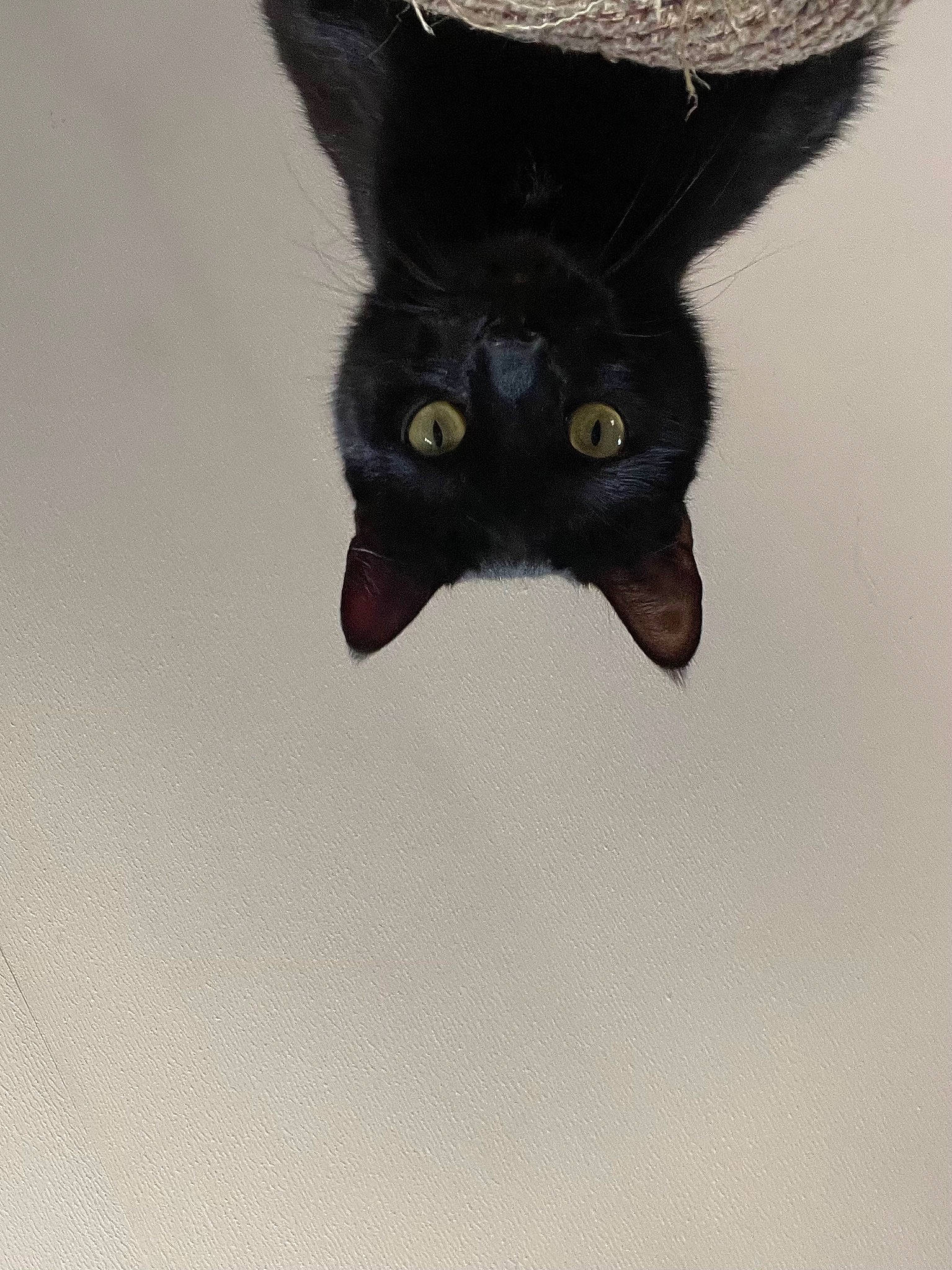 Salem is registered to the contest to win money with this photo: black_cat, bombay, carnivore, cat, costume_hat, domestic_short_haired_cat, ear, electric_blue, eye, felidae, fur, hat, small_to_medium_sized_cats, snout, sun_hat, tail, terrestrial_animal, whiskers